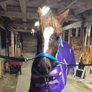 Meet your Posher, Shannon